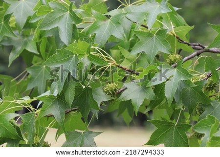 Branches of American sweetgum or Liquidambar styraciflua tree Royalty-Free Stock Photo #2187294333