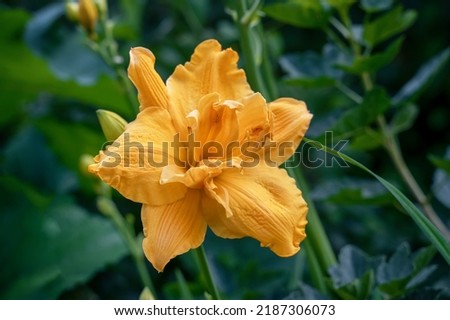 Close-up of the yellow flowers of a large double daylily VANILLA FLUFF in the garden. Natural natural background of flowers. Royalty-Free Stock Photo #2187306073