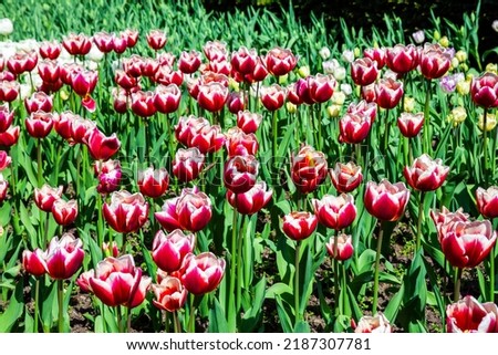 Tulip background of a springtime flower bed in a public park that produce a pink white flower in spring during the months of March and April, stock photo image