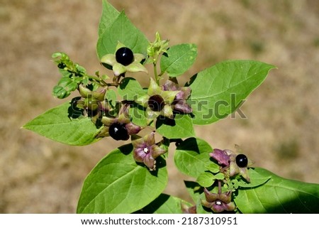 Deadly Nightshade, Atropa bella-donna, has black berries and is a poisonous and medicinal plant. Royalty-Free Stock Photo #2187310951