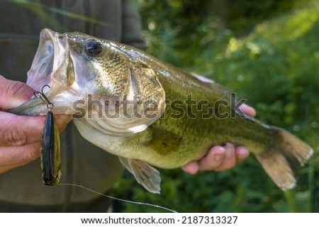 Bass fishing lure. Caught bass fish in fisherman hands. Largemouth perch Royalty-Free Stock Photo #2187313327