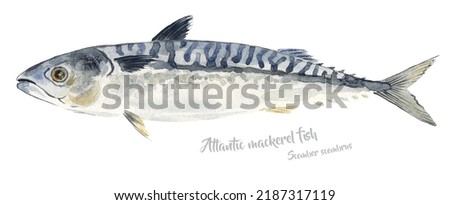 Fresh mackerel fish whole isolated on white background. Marine food fish, whole fresh saltwater fish, seafood, close-up, hand drawn watercolor drawing illustration. 