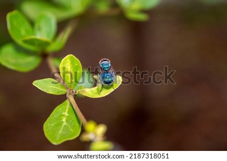 green fly perched on the leaf