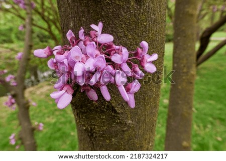 pink inflorescence of Cercis siliquastrum tree Royalty-Free Stock Photo #2187324217