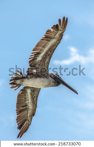 pelican in flight on Clearwater Beach, Florida. / Pelican in Flight