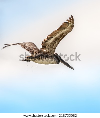 Pelican in flight on Clearwater Beach, Florida. / Pelican in Flight