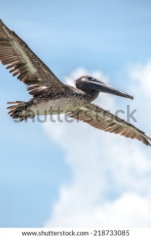 Pelican in flight on Clearwater Beach, Florida. / Pelican in Flight