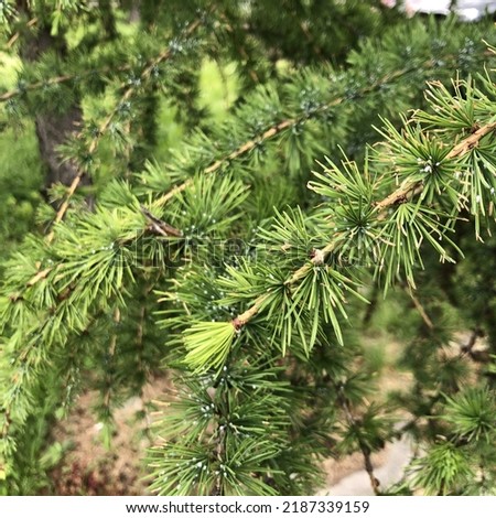 Macro photo pine tree branch. Stock photo plant coniferous tree branch