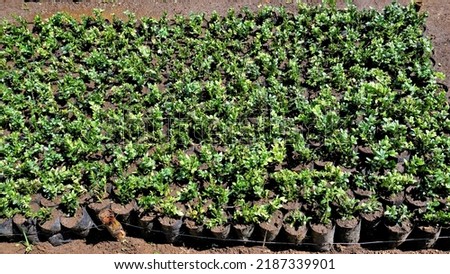 Plant saplings cultivation in plastic cover cultivation in a nursery garden in OOty, Tamilnadu, India.