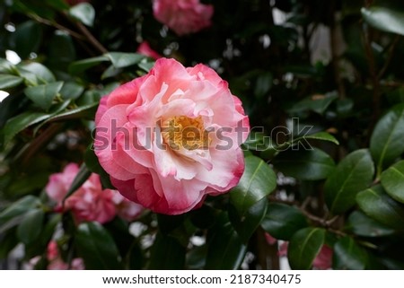 colorful flowers of Camellia japonica shrub Royalty-Free Stock Photo #2187340475
