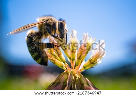 Closeup of honey bee at work on white clover flower collecting pollen, Bee background