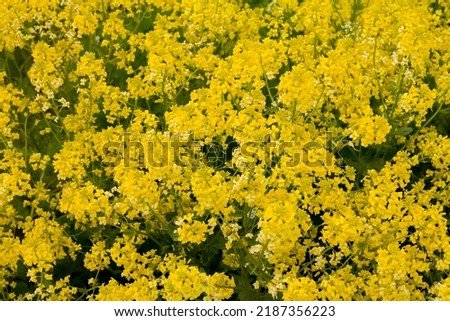 blurred background of mustard flowers . agricultural planting in the field. siderate plants. High quality photo Royalty-Free Stock Photo #2187356223