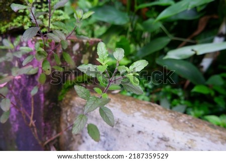 Ocimum tenuiflorum, commonly known as holy basil or tulsi, is an aromatic perennial plant in the family Lamiaceae.