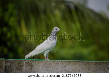 Portrait images of a beautiful white pigeon with natural view background, selective focus images.
