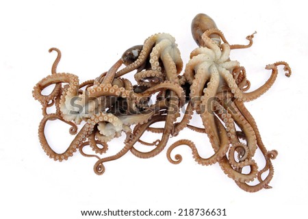 Octopus on white background 