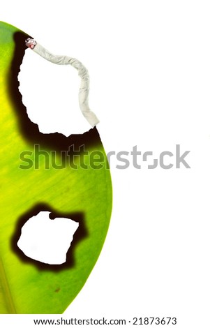 No smoking concept illustrated by cigarette burned hole in green leaf isolated on white background