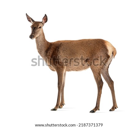 Side view of a doe, Female red deer, isolated on white Royalty-Free Stock Photo #2187371379