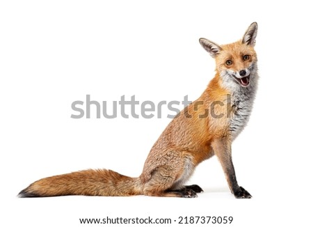 Side view of a Red fox looking at camera, two years old, isolated on white