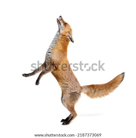 Red fox jumping looking up, two years old, isolated on white