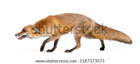 Side view of a Red fox looking down and walking away, two years old, isolated on white