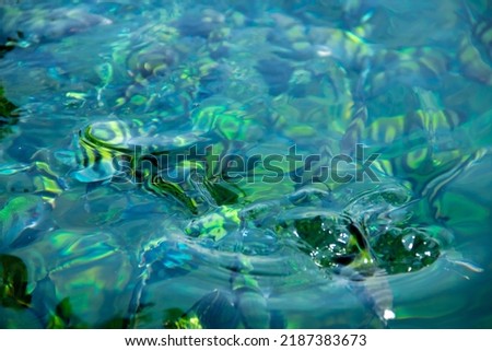 A group of saxatilis abudefduf fish in the blue sea that grows a lot of coral reefs
