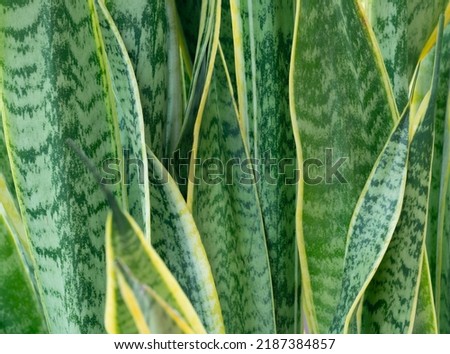 close-up line of snake plant indoor garden