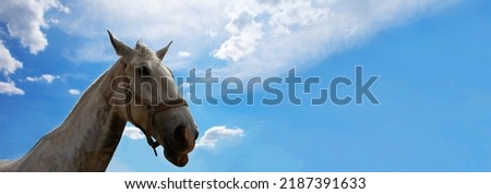 white horse over sky background, panoramic layout