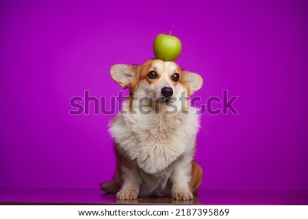 A sad Welsh Corgi dog is holding a green apple on his head. The dog and the green apple are isolated on a purple background. Apples in the puppy's diet. Healthy lifestyle. Vegetarianism.