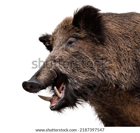 Wild Boar male portrait isolated on white. Royalty-Free Stock Photo #2187397547