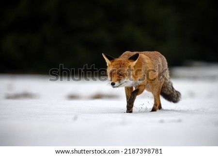 A red fox runs and looks for prey.