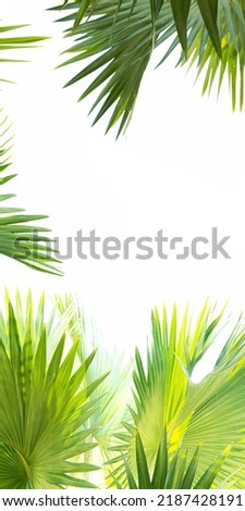 palm leaves with frame space beautiful nature art design 