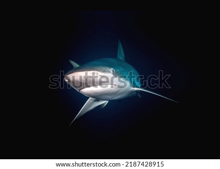 A proud shark with a majestic view in the underwater blue depths close-up