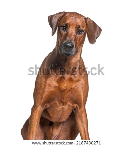 Rhodesian ridgeback dog looking at the camera, isolated on white Royalty-Free Stock Photo #2187430271