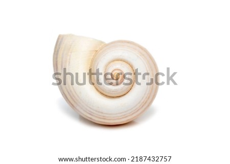 Image of large empty ocean snail shell on a white background. Undersea Animals. Sea shells. Royalty-Free Stock Photo #2187432757