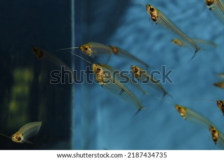 Glass catfish. School of fish. Selective focus on the nearest fish with blured background (bokeh). Royalty-Free Stock Photo #2187434735