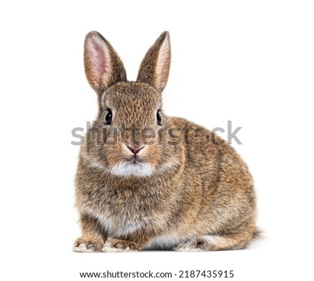 Young European rabbit facing at the camera, Oryctolagus cuniculus Royalty-Free Stock Photo #2187435915
