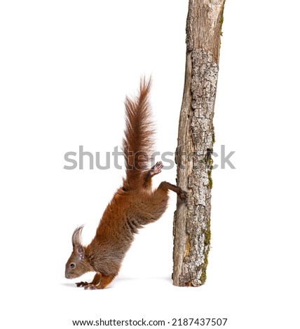 Eurasian red squirrel getting off a tree branch, sciurus vulgaris, isolated on white
