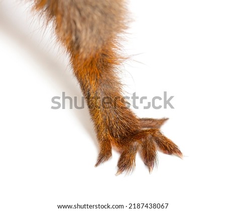 Close-up of the hand and fingers of a Eurasian red squirrel, sciurus vulgaris, one year old, isolated on white