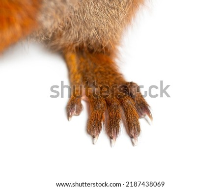 Close-up of the hand and fingers of a Eurasian red squirrel, sciurus vulgaris, one year old, isolated on white