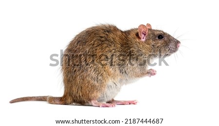 Side view of a brown rat On its hind legs, Rattus norvegicus, isolated Royalty-Free Stock Photo #2187444687