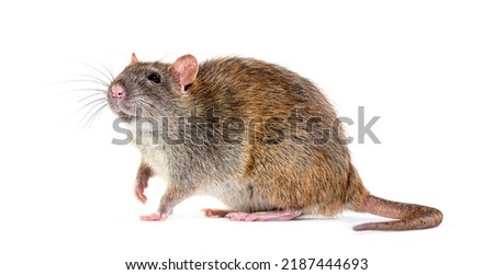 Side view of a brown rat, Rattus norvegicus, isolated Royalty-Free Stock Photo #2187444693