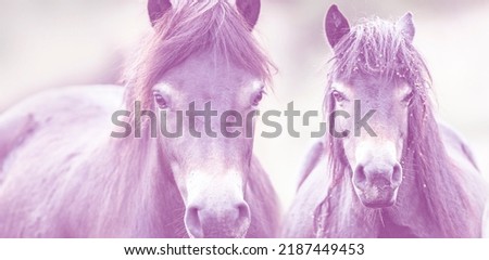 horses and soft pink light bokeh - romantic picture