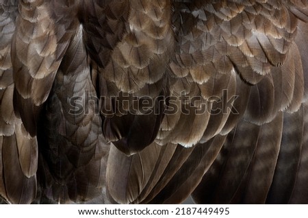 Feathers Detail, Macro of common buzzard, Buteo buteo  Royalty-Free Stock Photo #2187449495
