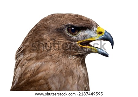 Side view of a common buzzard bird, Buteo buteo; isolated on white Royalty-Free Stock Photo #2187449595