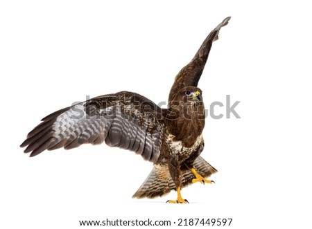 Common buzzard take off wings spread, Buteo buteo; isolated on white Royalty-Free Stock Photo #2187449597