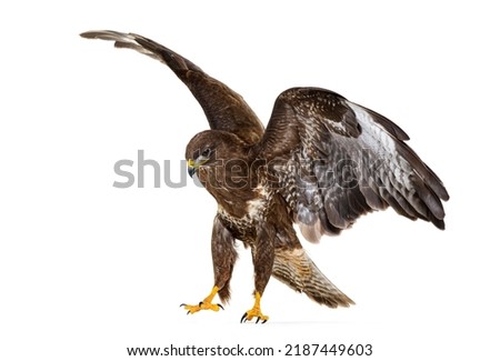 Common buzzard take off wings spread, Buteo buteo; isolated on white Royalty-Free Stock Photo #2187449603