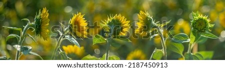 sunflowers on a field and beautiful bokeh - soft focus art picture