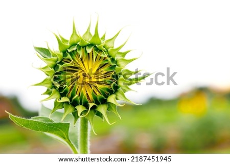 Sunflower bud on outdoor nature.