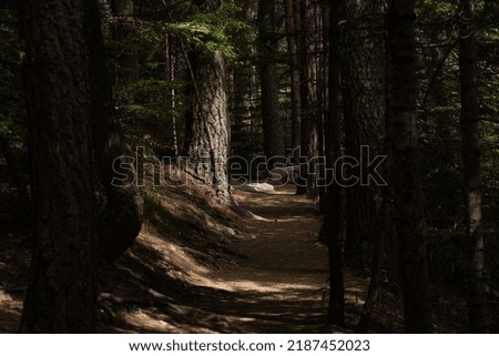 Dark forest mountain path in Europe