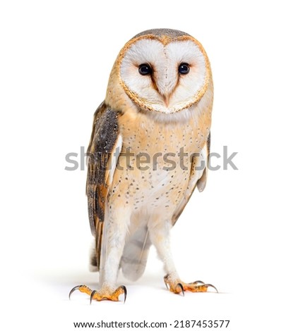 Barn Owl facing at the camera, Tyto alba, standing, isolated on white